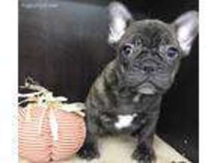 French Bulldog Puppy for sale in Blountville, TN, USA