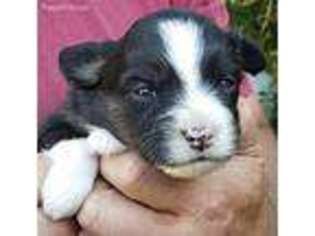 Miniature Australian Shepherd Puppy for sale in Pearl River, NY, USA