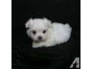 Maltese Puppy for sale in ROLLA, MO, USA