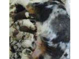 Australian Shepherd Puppy for sale in ADELANTO, CA, USA