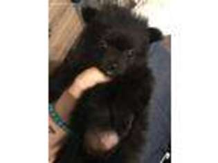 Pomeranian Puppy for sale in Charleroi, PA, USA