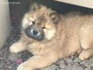 Chow Chow Puppy for sale in Joplin, MO, USA