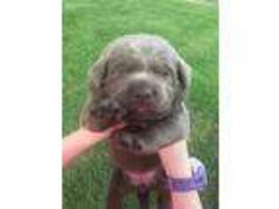 Labrador Retriever Puppy for sale in Canton, TX, USA