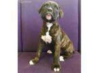 Boxer Puppy for sale in Lexington, KY, USA