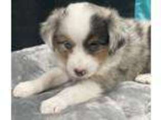 Miniature Australian Shepherd Puppy for sale in Austin, CO, USA