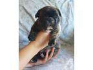 French Bulldog Puppy for sale in CARMICHAEL, CA, USA