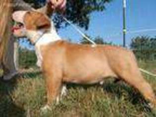 Bull Terrier Puppy for sale in Locust, NC, USA