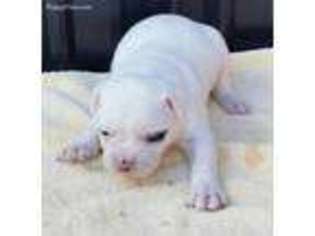 American Bulldog Puppy for sale in Jacksonville, FL, USA