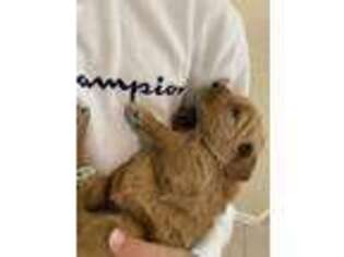 Goldendoodle Puppy for sale in Venice, FL, USA