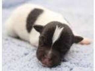 Jack Russell Terrier Puppy for sale in Riverside, CA, USA