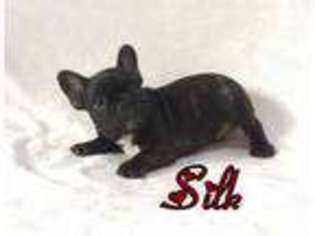 French Bulldog Puppy for sale in Wrightsville, PA, USA