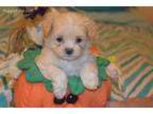 Shih-Poo Puppy for sale in Wetumpka, AL, USA