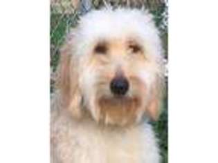 Goldendoodle Puppy for sale in Braintree, MA, USA