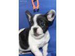 French Bulldog Puppy for sale in Farmingville, NY, USA