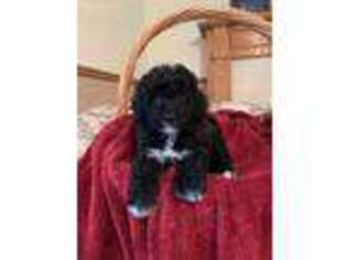 Portuguese Water Dog Puppy for sale in Provo, UT, USA