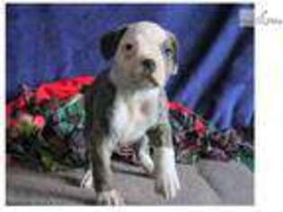 American Bulldog Puppy for sale in Lancaster, PA, USA