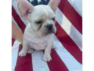 French Bulldog Puppy for sale in Arma, KS, USA