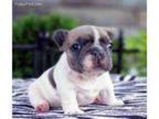French Bulldog Puppy for sale in Paden City, WV, USA