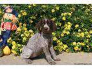 German Shorthaired Pointer Puppy for sale in Strasburg, PA, USA