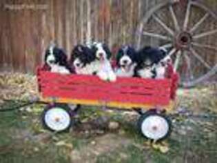 Old English Sheepdog Puppy for sale in Wellington, CO, USA