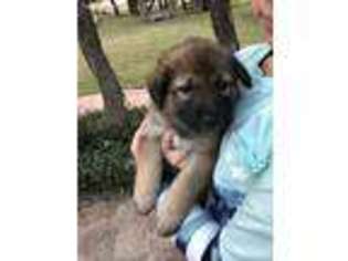 German Shepherd Dog Puppy for sale in Giddings, TX, USA