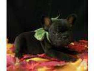 Mutt Puppy for sale in SENECA, MO, USA