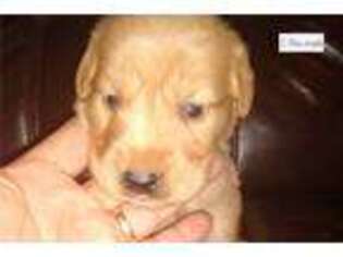 Golden Retriever Puppy for sale in San Angelo, TX, USA