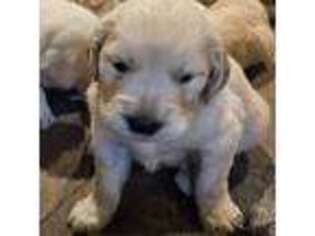 Golden Retriever Puppy for sale in Belleview, FL, USA