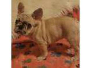 French Bulldog Puppy for sale in San Jacinto, CA, USA