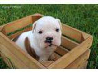 Bulldog Puppy for sale in Wawaka, IN, USA