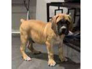 Boerboel Puppy for sale in Wilkes Barre, PA, USA