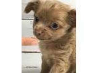 Chihuahua Puppy for sale in Altamonte Springs, FL, USA