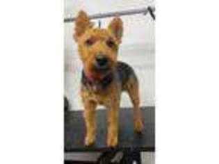 Welsh Terrier Puppy for sale in Fredonia, KS, USA