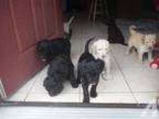 Labradoodle Puppy for sale in NORWICH, CT, USA