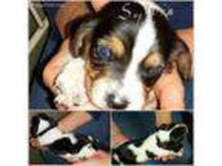 Basset Hound Puppy for sale in Lima, OH, USA