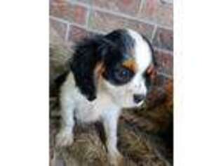 Cavalier King Charles Spaniel Puppy for sale in Ava, MO, USA