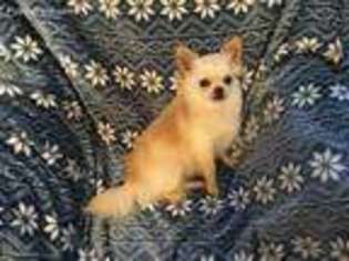 Chihuahua Puppy for sale in Maryville, TN, USA