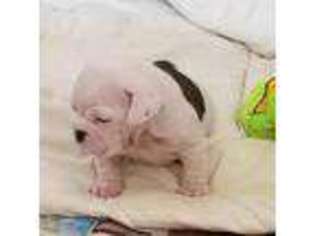 Bulldog Puppy for sale in Los Lunas, NM, USA