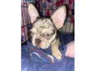 French Bulldog Puppy for sale in Newton, IA, USA