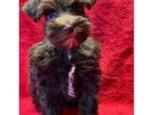 Mutt Puppy for sale in Chetek, WI, USA