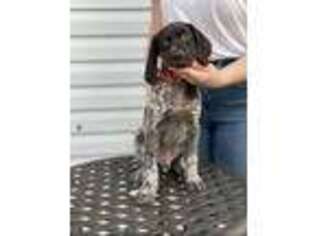 German Shorthaired Pointer Puppy for sale in Chicago, IL, USA