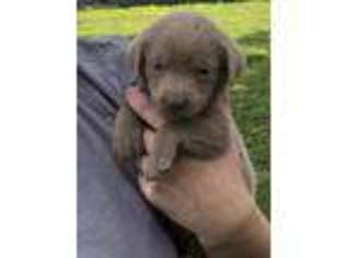 Labrador Retriever Puppy for sale in East Prairie, MO, USA