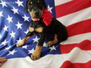 Doberman Pinscher Puppy for sale in Lake City, FL, USA