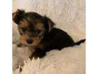 Yorkshire Terrier Puppy for sale in Rainsville, AL, USA