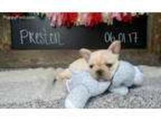 French Bulldog Puppy for sale in Orange Park, FL, USA