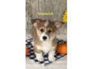 Cardigan Welsh Corgi Puppy for sale in Plymouth, IN, USA
