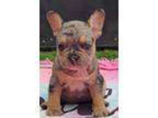 French Bulldog Puppy for sale in Warwick, RI, USA
