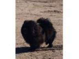 Chow Chow Puppy for sale in Stagecoach, NV, USA
