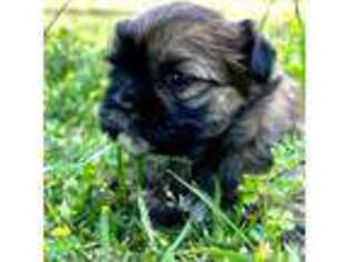 Mutt Puppy for sale in Fayetteville, NC, USA