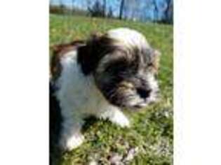Havanese Puppy for sale in Niangua, MO, USA